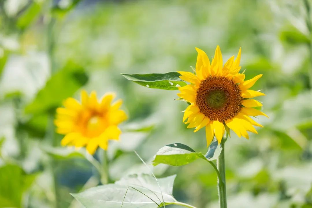 描写夏天景色的古诗（关于夏天景色的诗句）