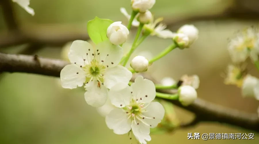 柳絮池塘淡淡风上一句是什么（柳絮池塘淡淡风全诗及赏析）