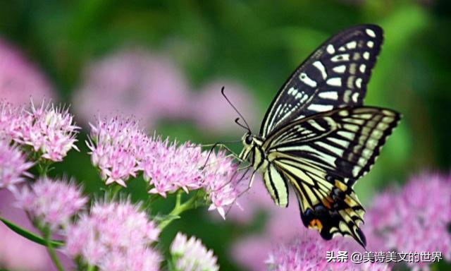 柳永蝶恋花表达了什么（柳永蝶恋花原文赏析）