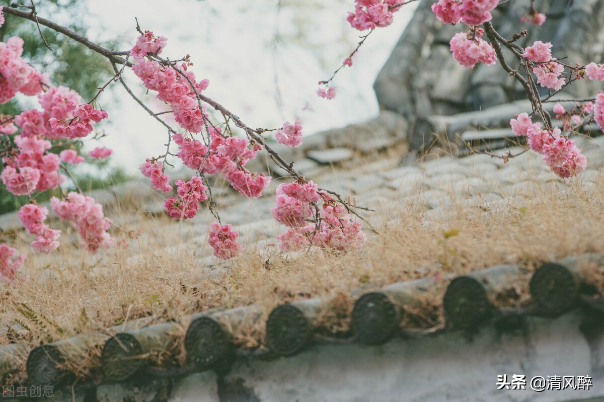 赏樱花的心情句子（适合发樱花的文案）