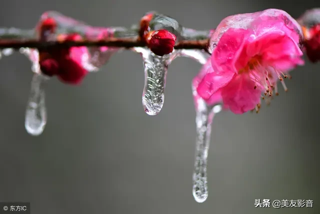 咏梅诗词精选赏析（著名梅花诗词赏析）