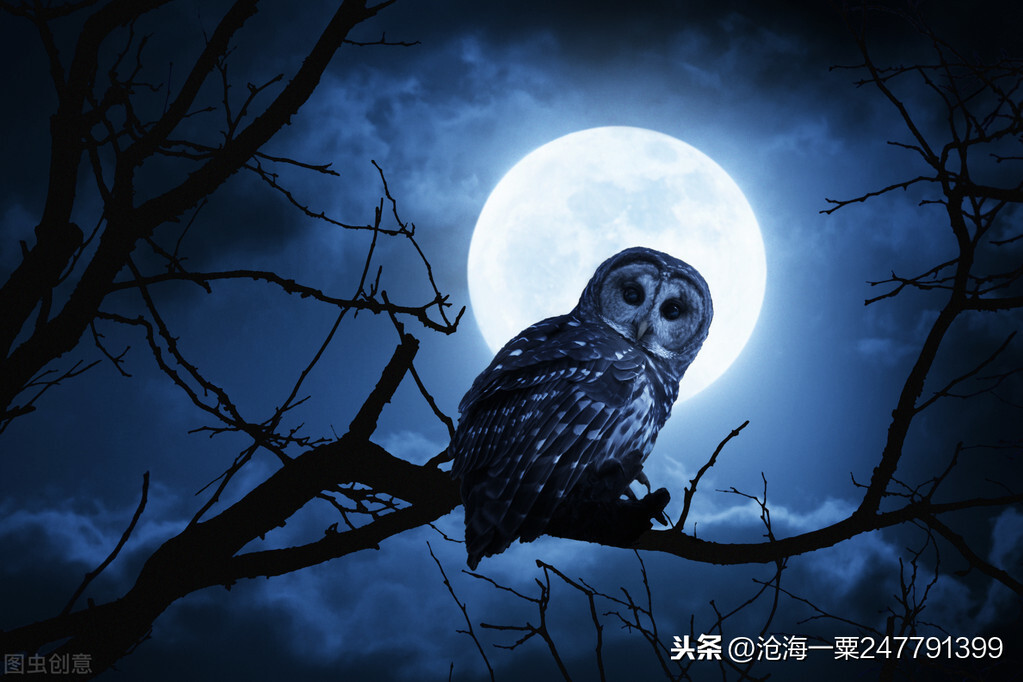 枭逢鸠文言文翻译启示（古代小故事枭逢鸠）