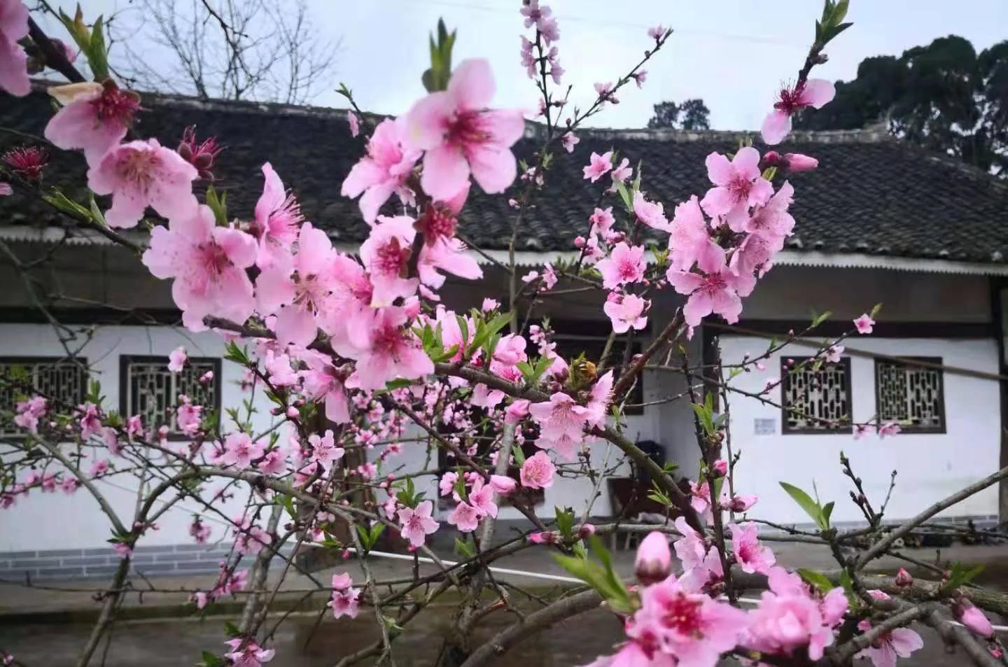 人面不知何处去原文（人面不知何处去的寓意及赏析）