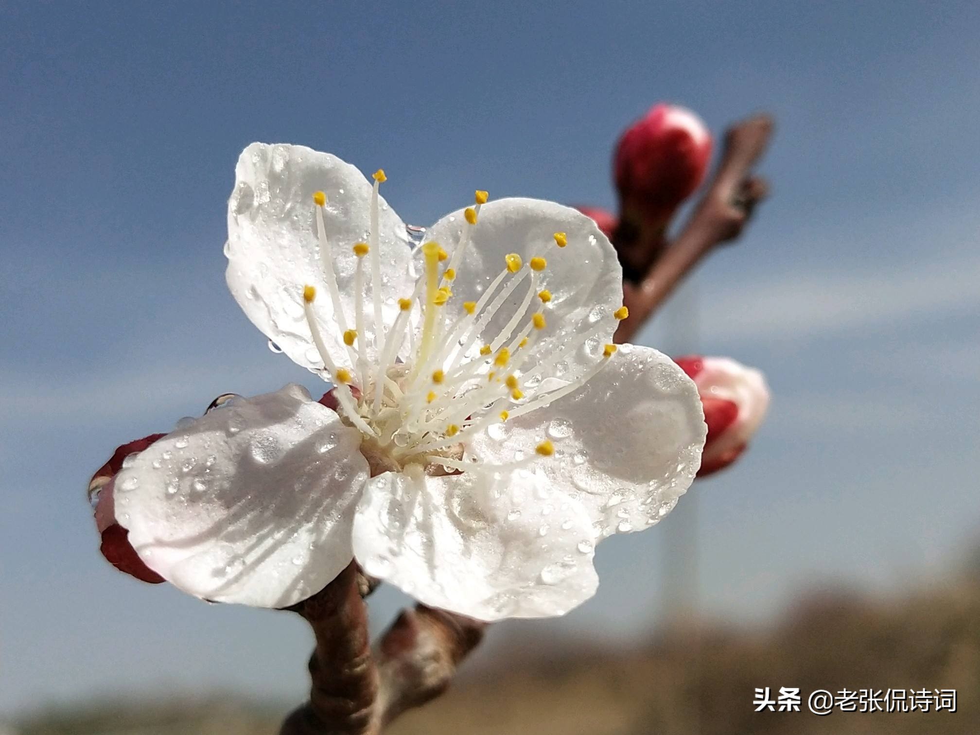 孤芳自赏的诗句（孤芳自赏淡泊名利的诗句）