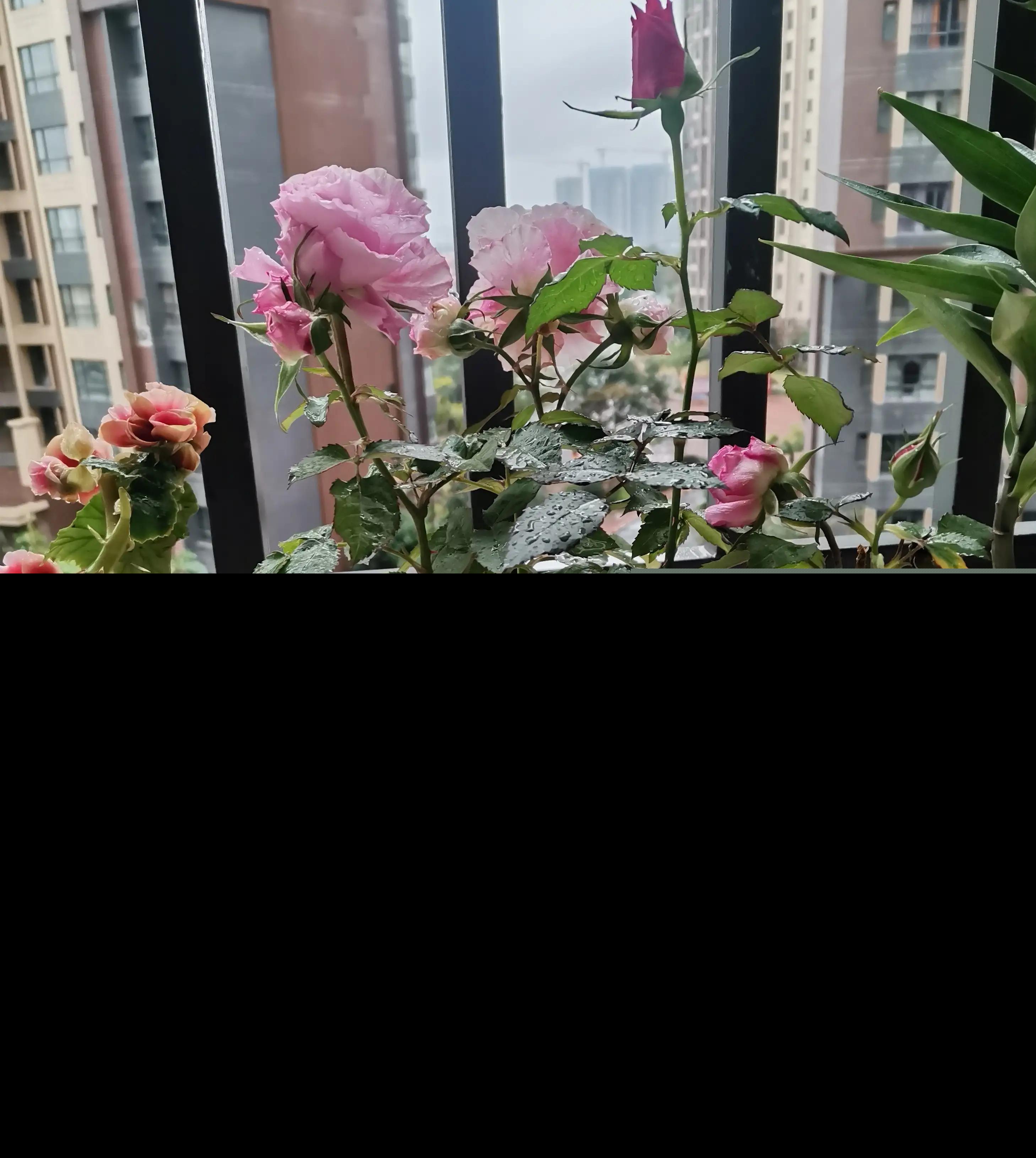 好词好句好段摘抄大全（每日积累优美句子）