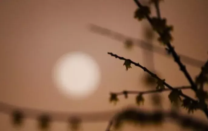 月夜古诗鉴赏（月夜古诗杜甫翻译及赏析）