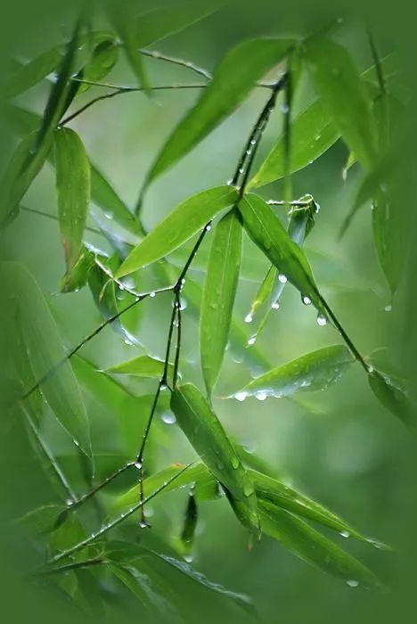 半山听雨古诗词（竹林听雨唯美句子赏析）