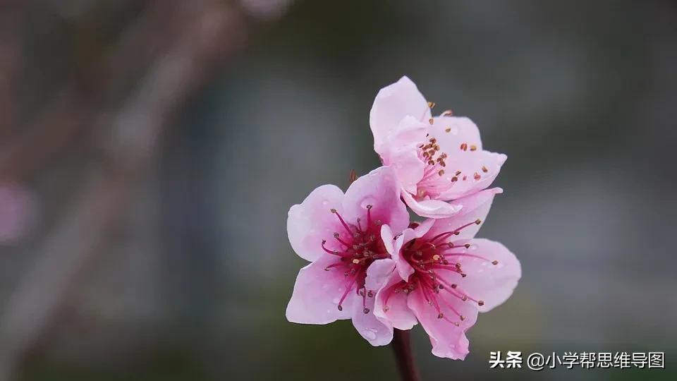 描写桃花的优美语段（春天桃花的诗句）