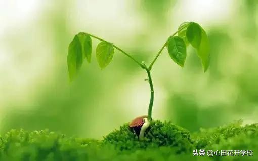 百年树人是什么意思（树人的寓意和象征）