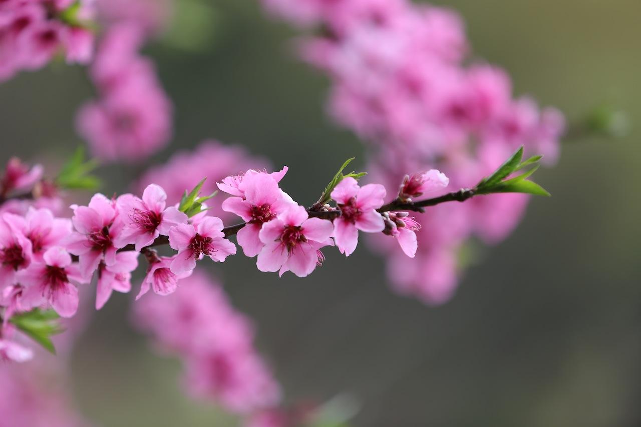 关于桃花最出名的诗句（赞美桃花的句子简短）