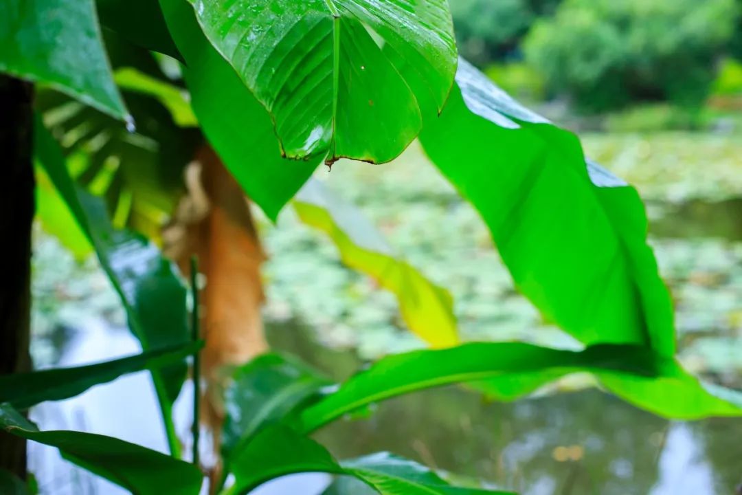 植树节的诗句有哪些（描写植树节的诗句欣赏）