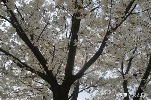 一棵开花的树席慕容赏析（席慕容一棵开花的树原文）