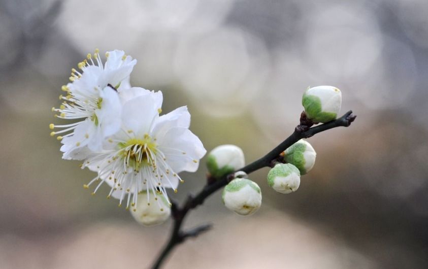 梅花诗词大全白梅（咏白梅的精美诗句 ）