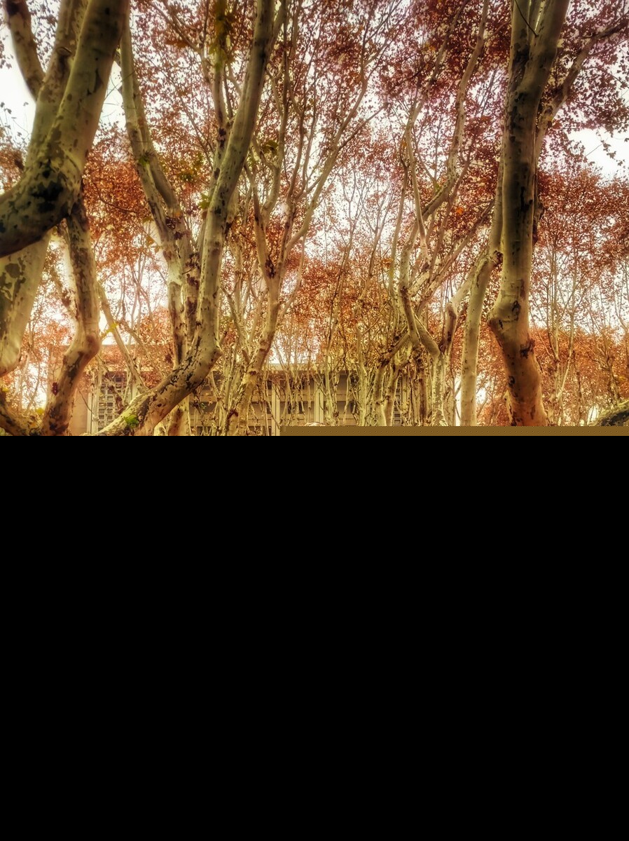 描写秋雨的句子佳句（写秋雨的唯美句子开头）
