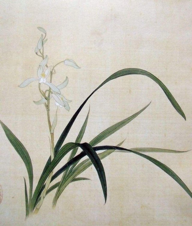 兰花诗句经典名句（描写兰花的诗句古诗）
