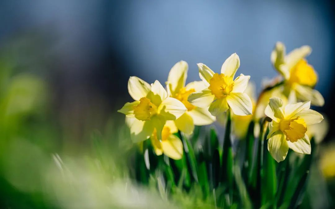 水仙花的诗句古诗（赞美水仙花的经典诗句）