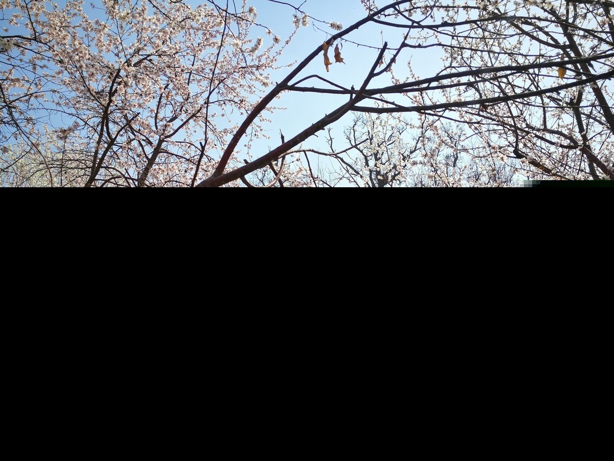 醉赠刘二十八使君（白居易古诗全诗赏析）