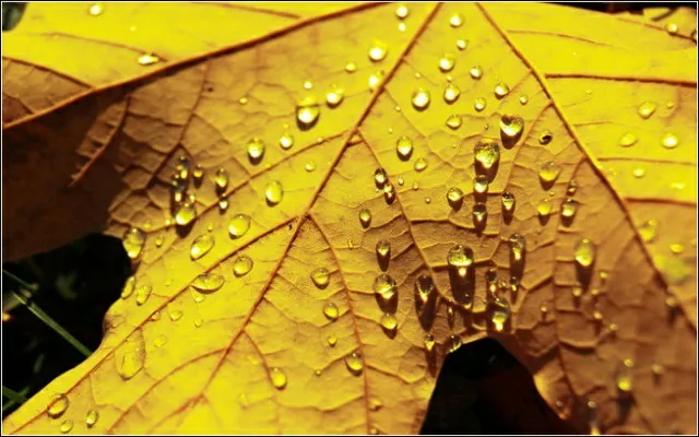 秋雨梧桐叶落时下一句是什么（秋风梧桐叶落时诗句及散文）