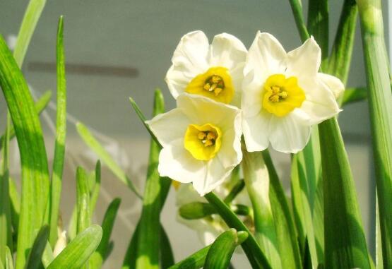 关于水仙花的传说（关于水仙花的诗歌简短）
