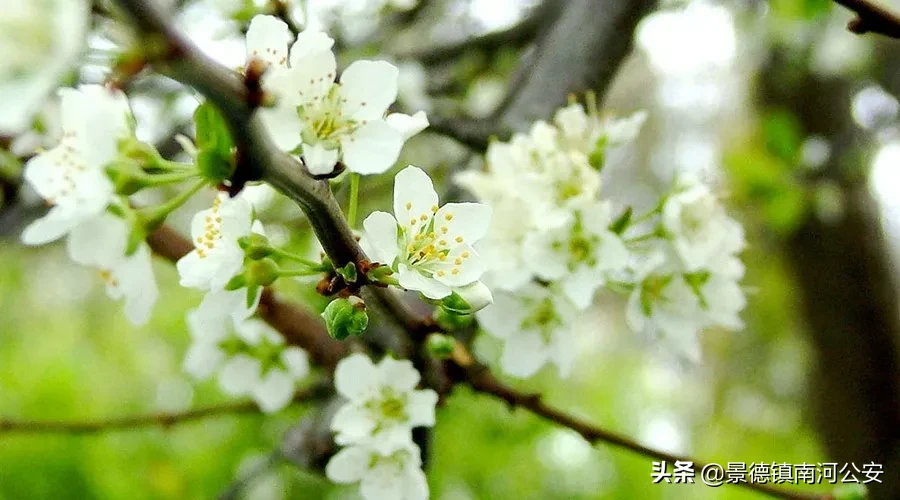 柳絮池塘淡淡风上一句是什么（柳絮池塘淡淡风全诗及赏析）