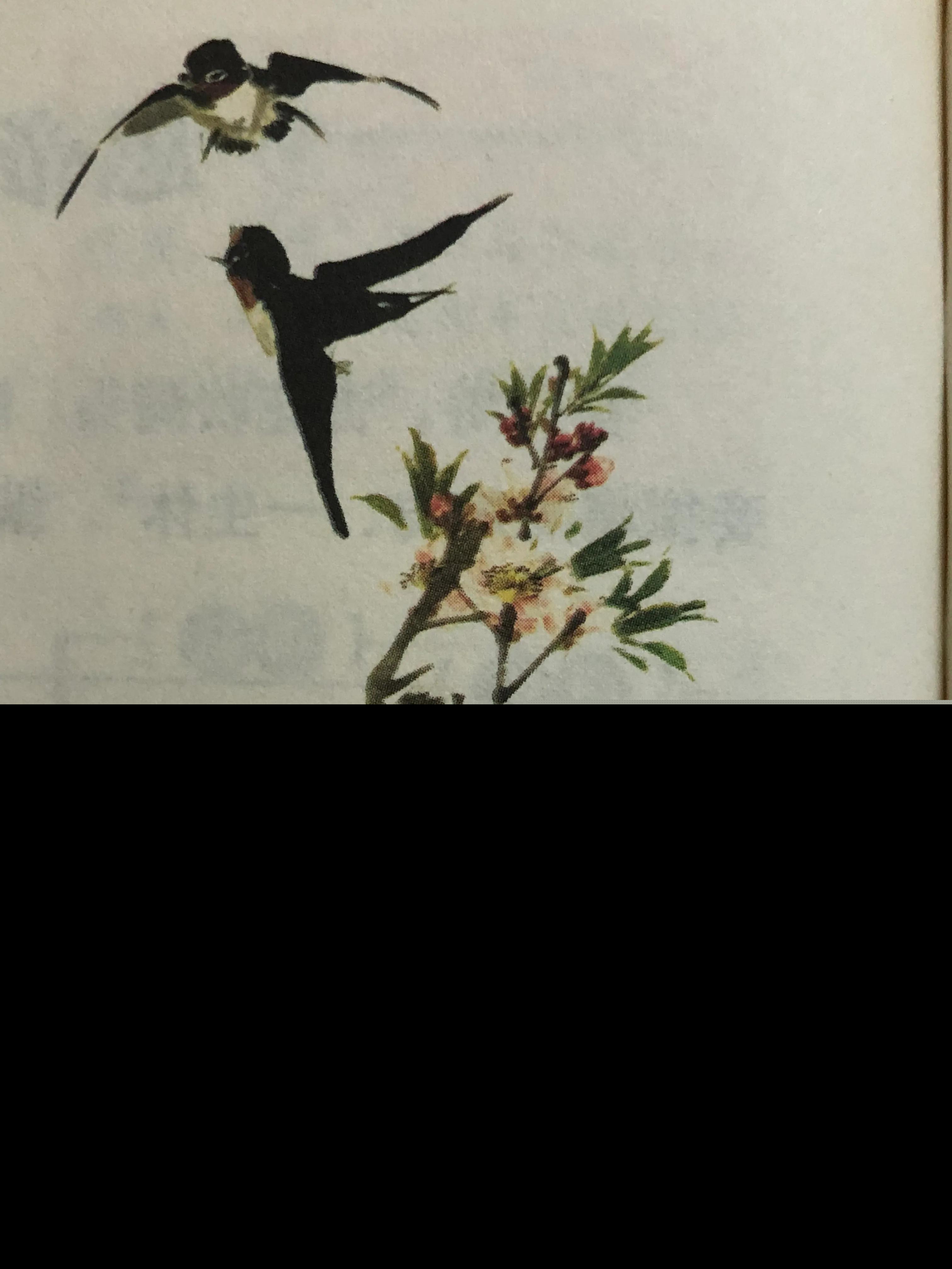 木兰花宋祁古诗全文（木兰花宋祁意思及解释）