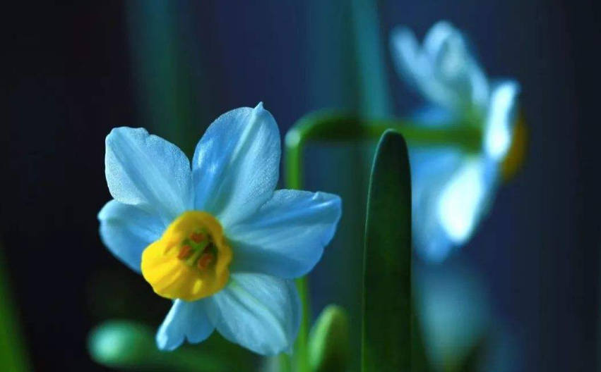 关于水仙花的诗歌（形容水仙花的著名诗句）
