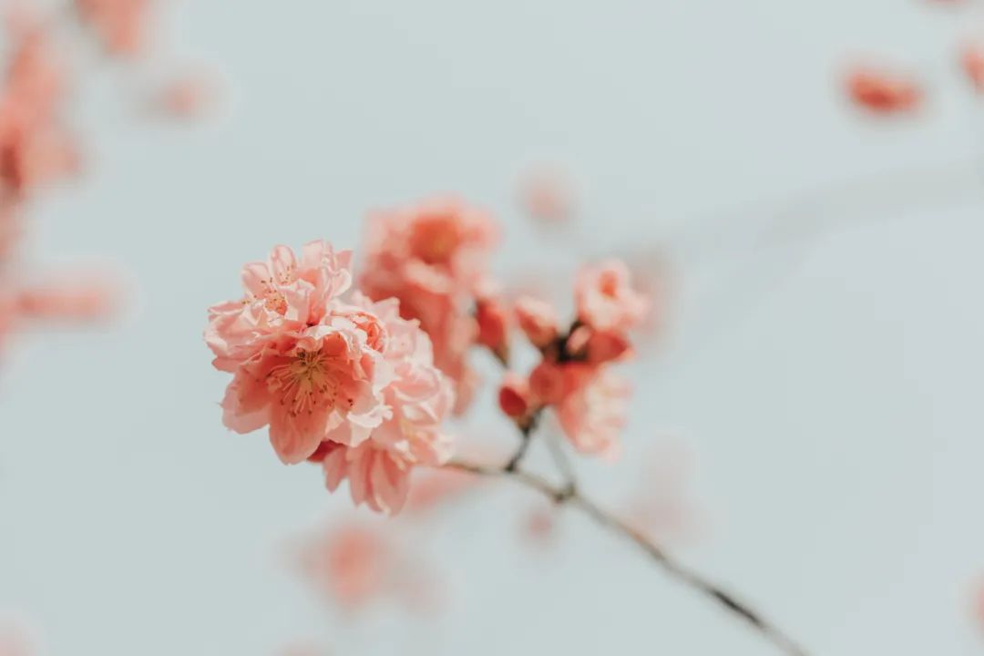楚辞里的唯美句子（诗经楚辞中有韵味的唯美句子）