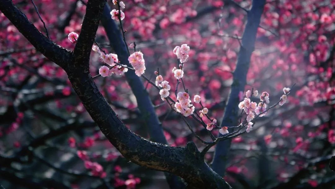 菜根谭经典名句（佛系静心修心的句子 ）