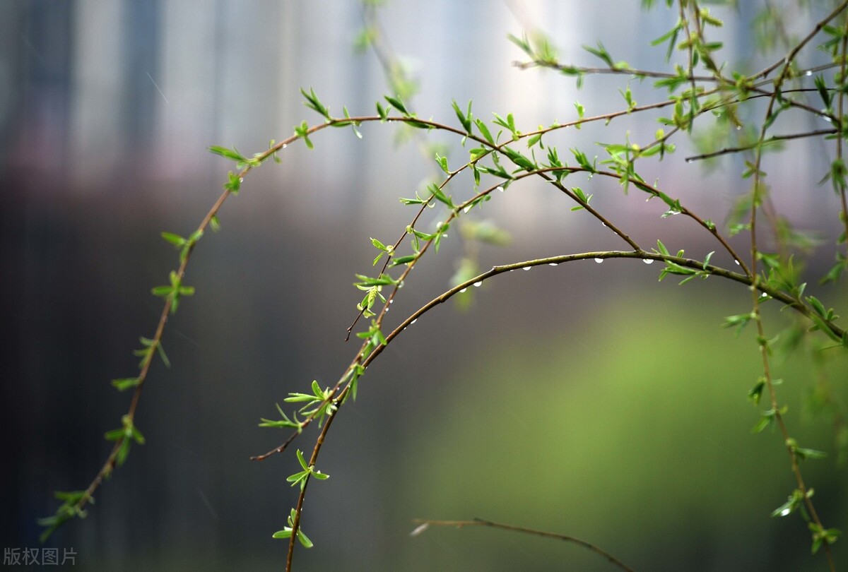 关于雨水节气的诗句（看淡心静积极的句子）