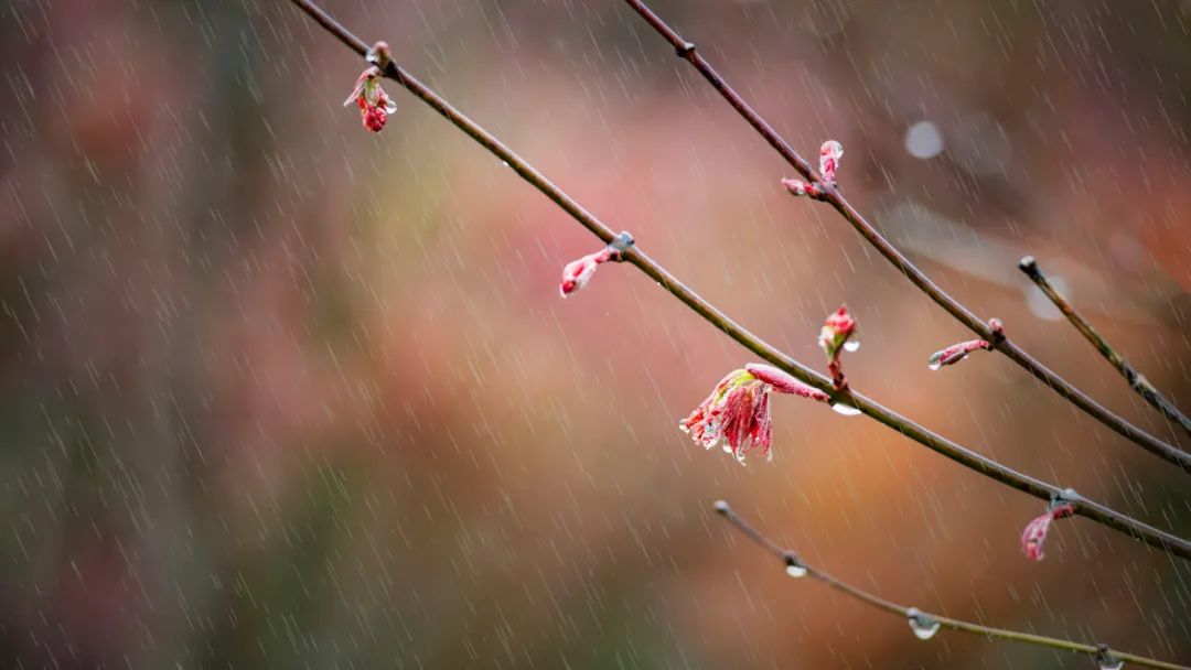 雨的诗句古诗大全（描写雨天的优美句子 ）