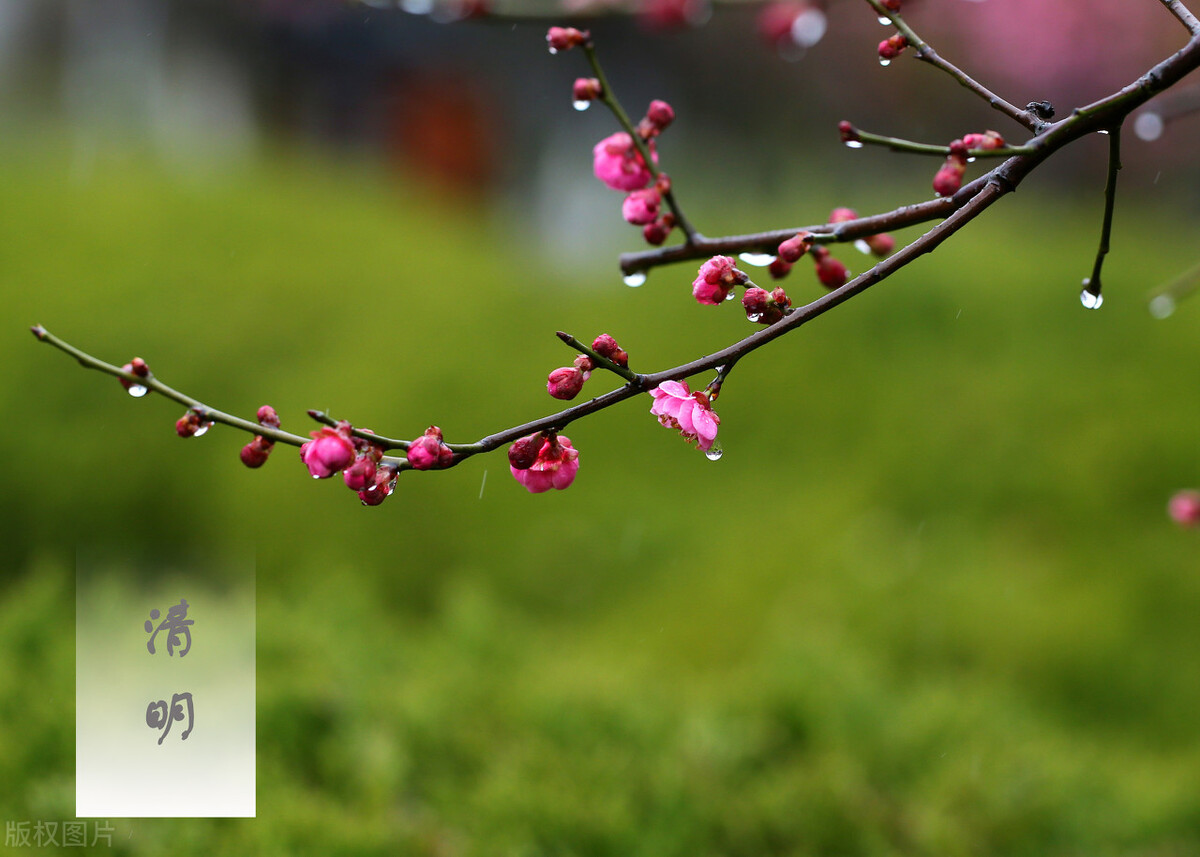 清明节思念亲人的诗句（思念亡人最有名的诗词）