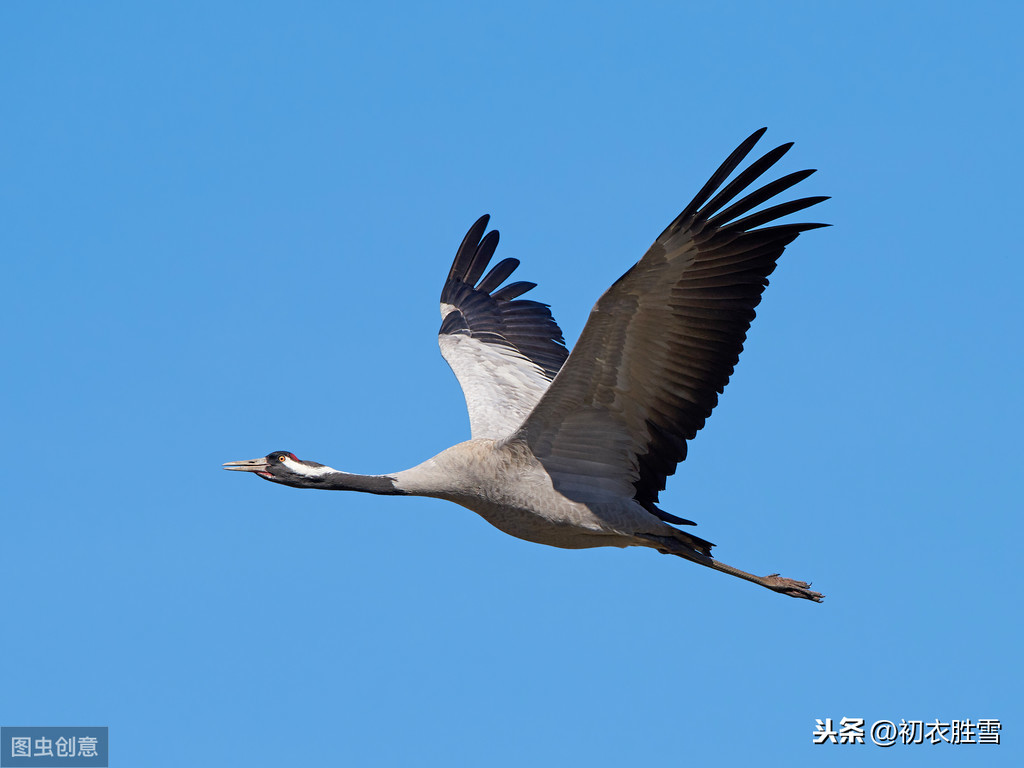我言秋日胜春朝什么意思（秋词二首诗词赏析）