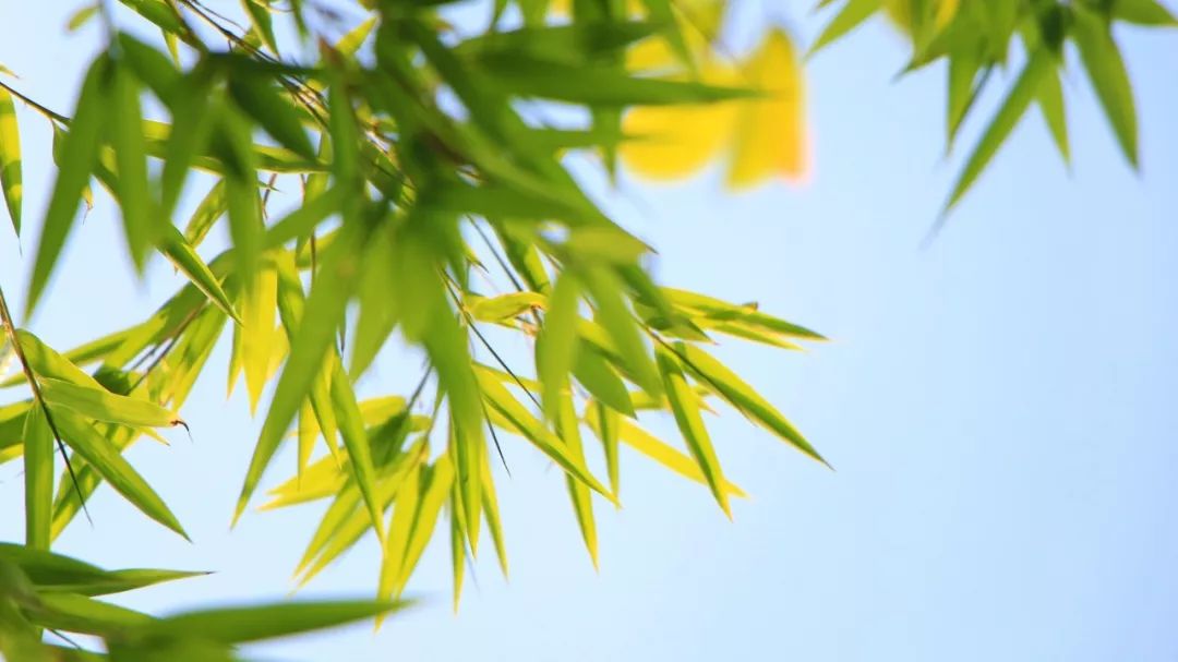 对偶诗句摘抄大全（运用对偶手法的古诗句）