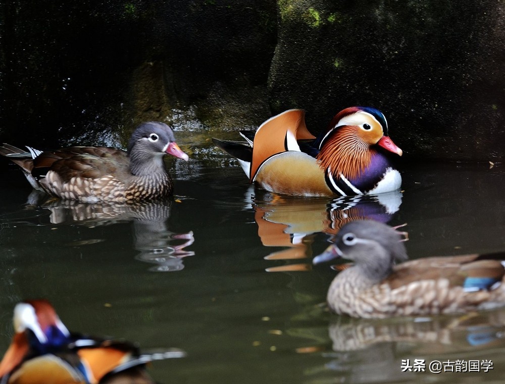 最美诗句有些什么（美到窒息的古典诗句）