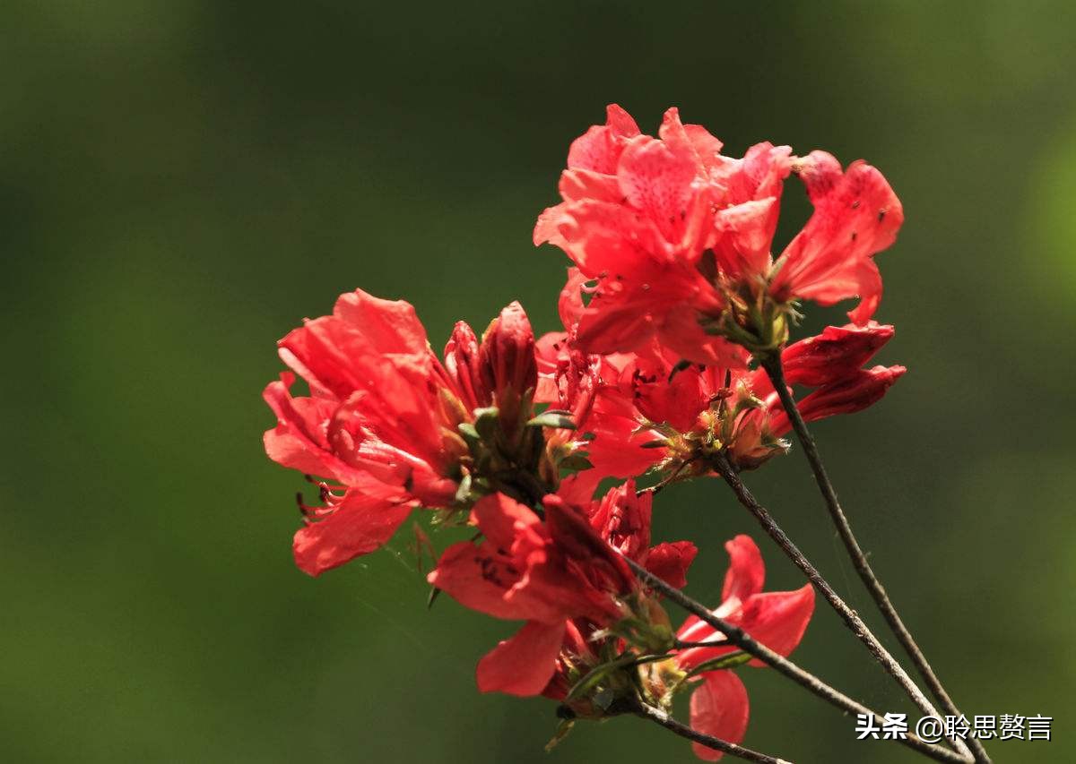 写杜鹃的诗句有哪些（赞美杜鹃的诗句古诗鉴赏）