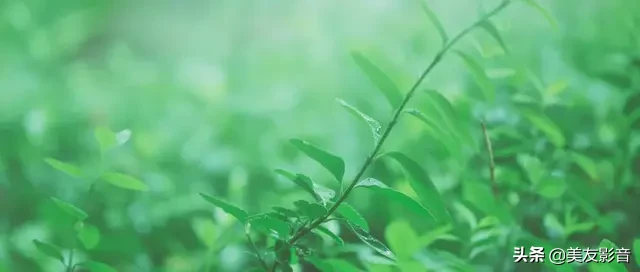 咏春的诗句有哪些（唐诗中咏春的诗鉴赏）