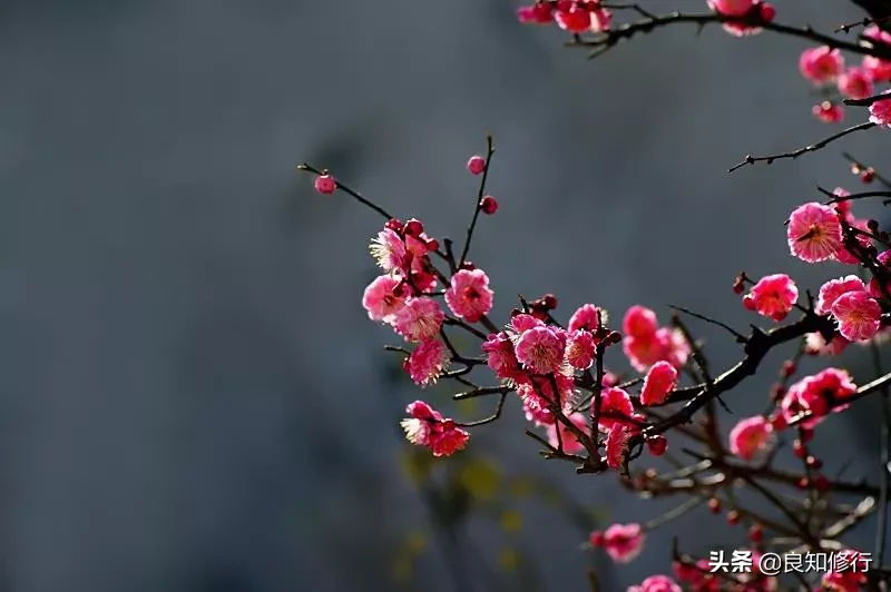 赞美梅花的诗词名句（描写梅花的诗词大全）