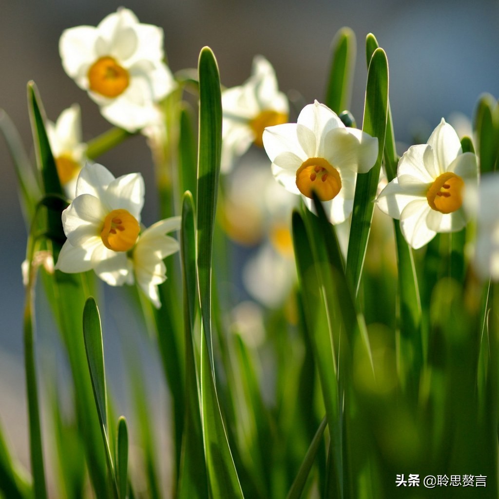 水仙花的诗歌有什么（描写水仙花的古诗）