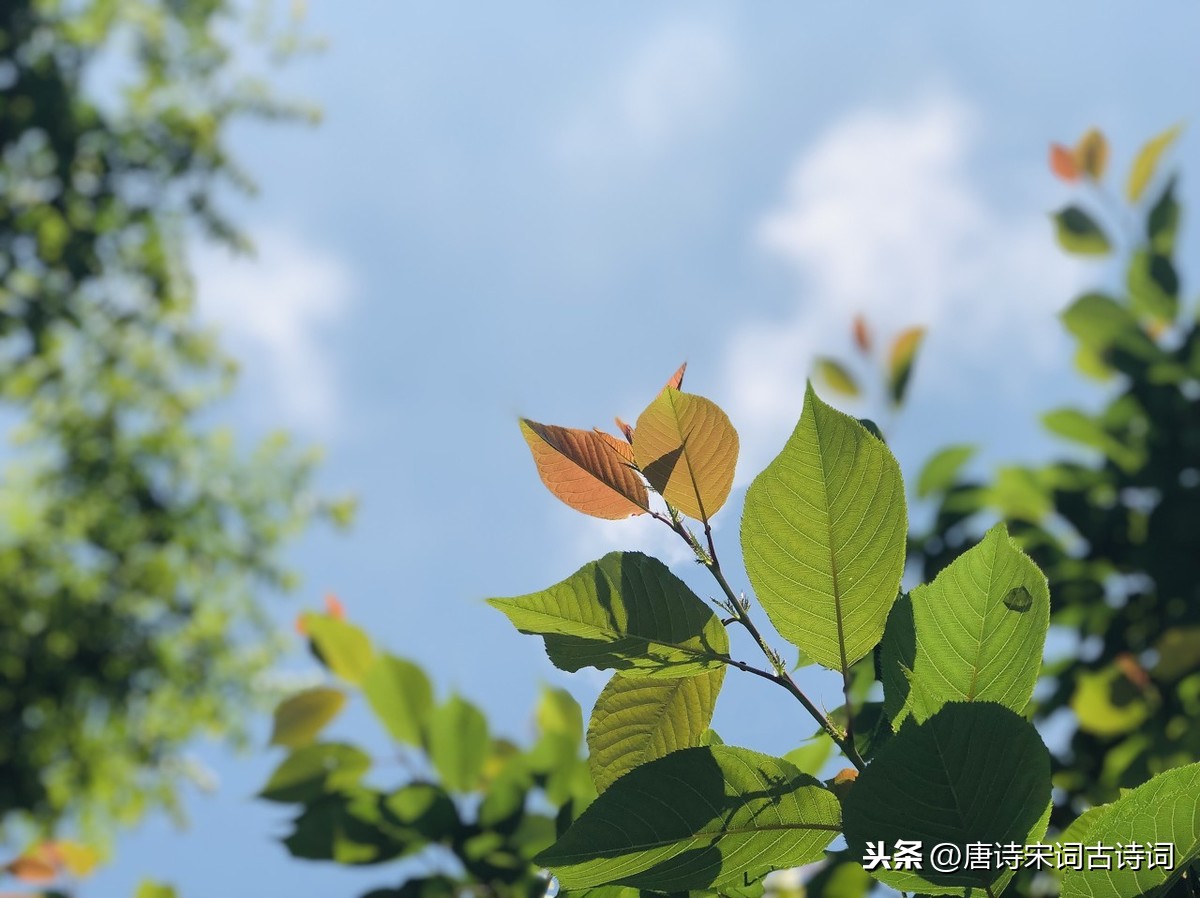 三月的诗句有哪些（描写三月的诗词唯美描写）