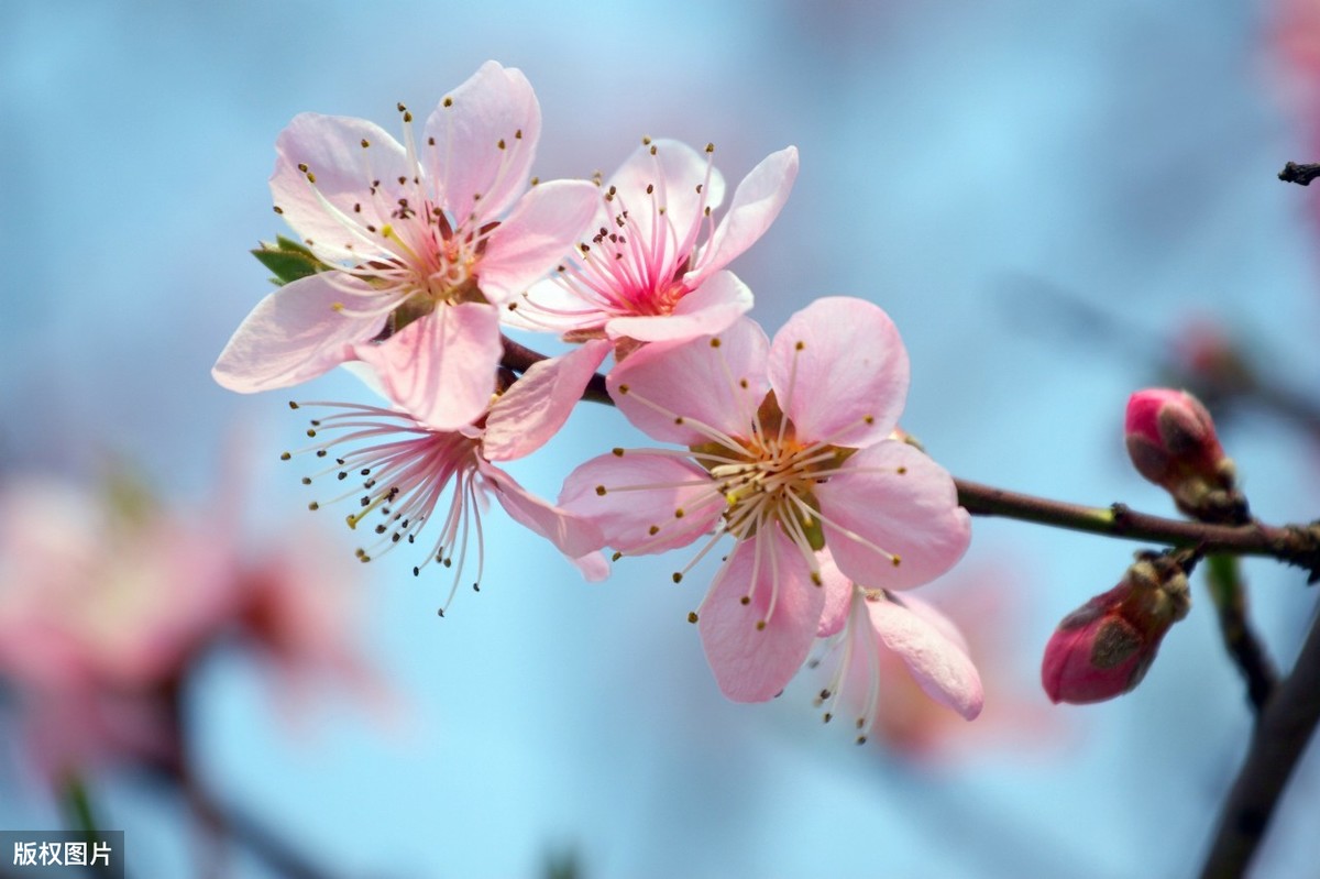 隐隐飞桥隔野烟什么意思（桃花溪全诗翻译赏析）