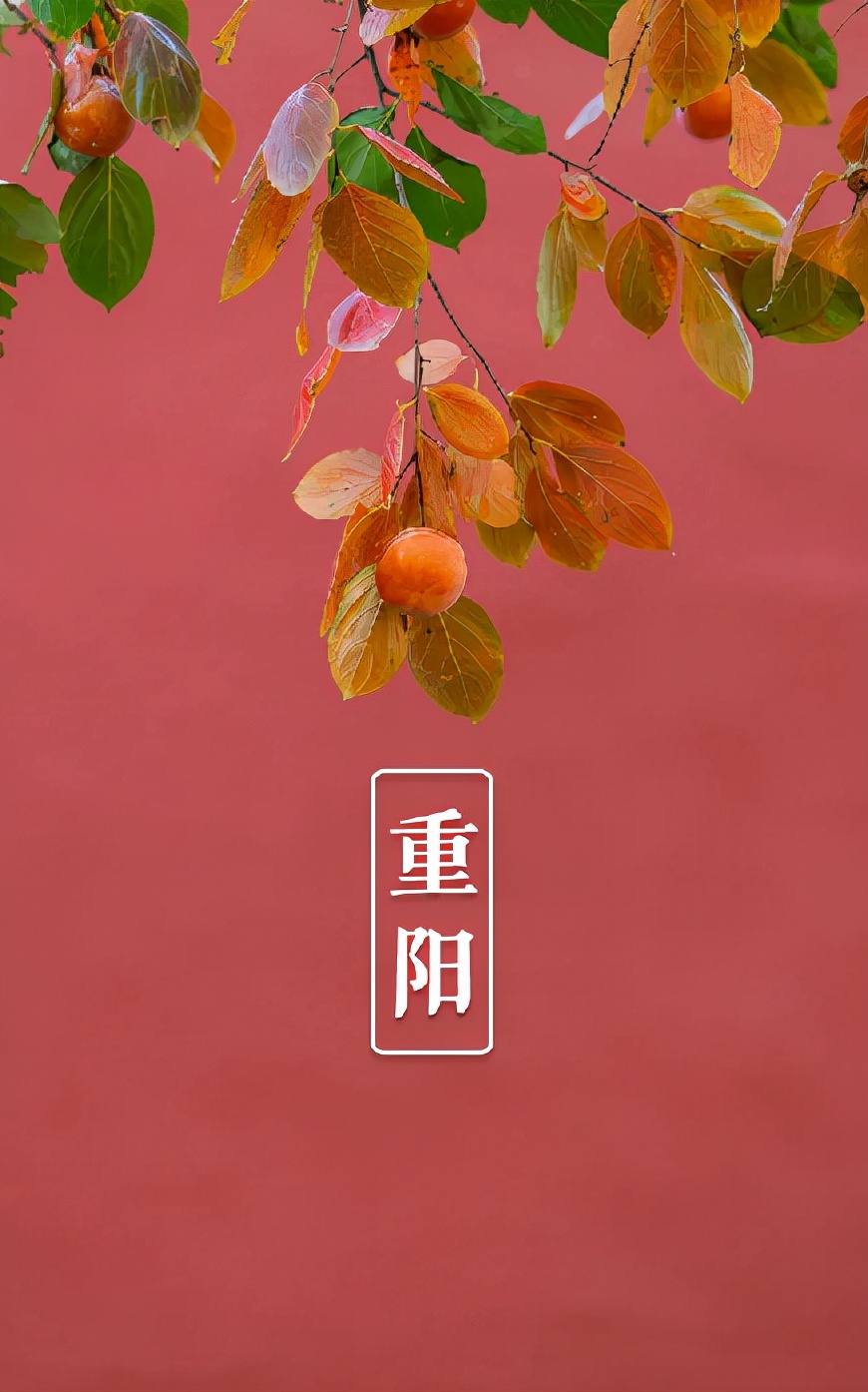 重阳节诗句有哪些（重阳节尊老敬老的名言佳句）