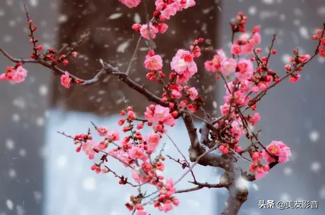 咏梅诗词精选赏析（著名梅花诗词赏析）