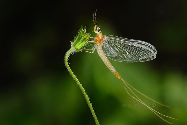 诗经蜉蝣赏析(诗经蜉蝣原文及翻译)