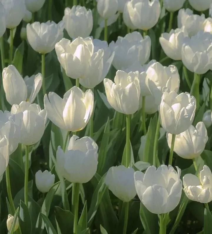 描述郁金香花的话（关于郁金香的唯美句子）