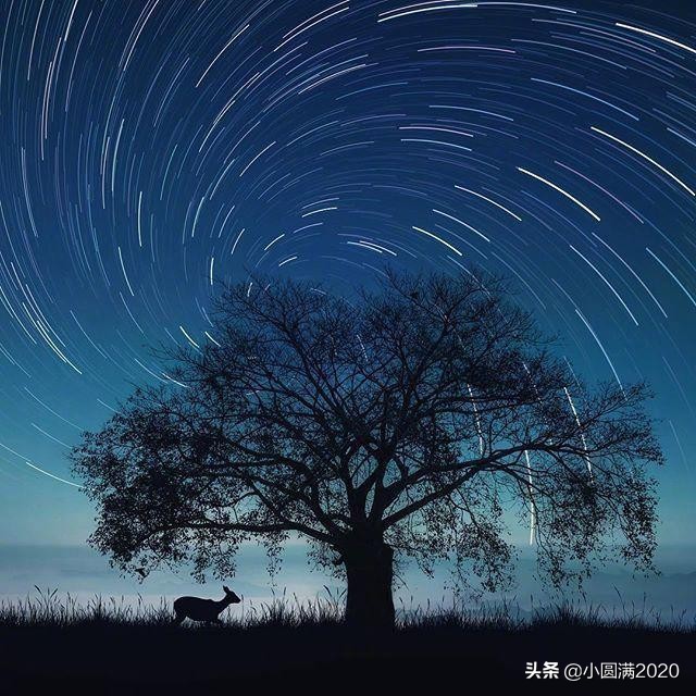 关于鹿的诗句唯美（赞美梅花鹿的诗句）