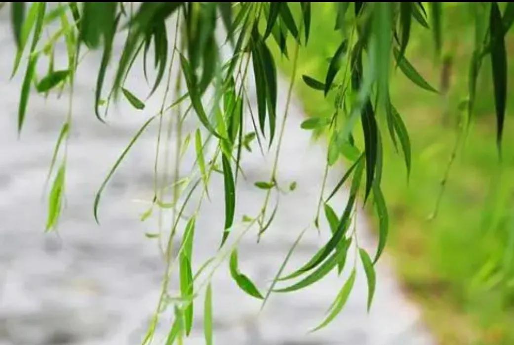咏柳古诗的意思解释（咏柳古诗原文及翻译）