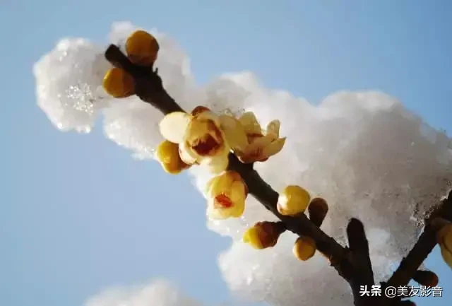 咏梅诗词精选赏析（著名梅花诗词赏析）