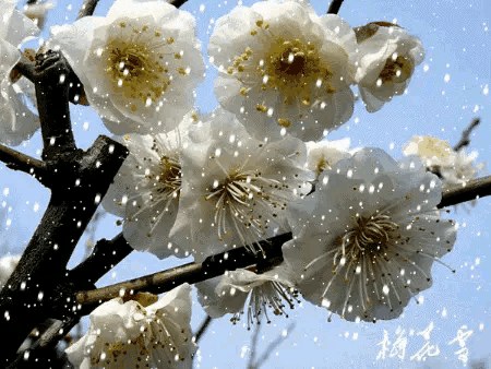 咏梅诗词精选赏析（著名梅花诗词赏析）