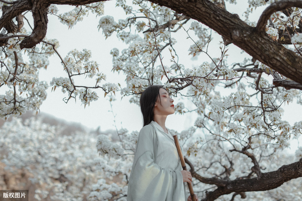 含有梨花的诗句有哪些（描写梨花的现代诗）