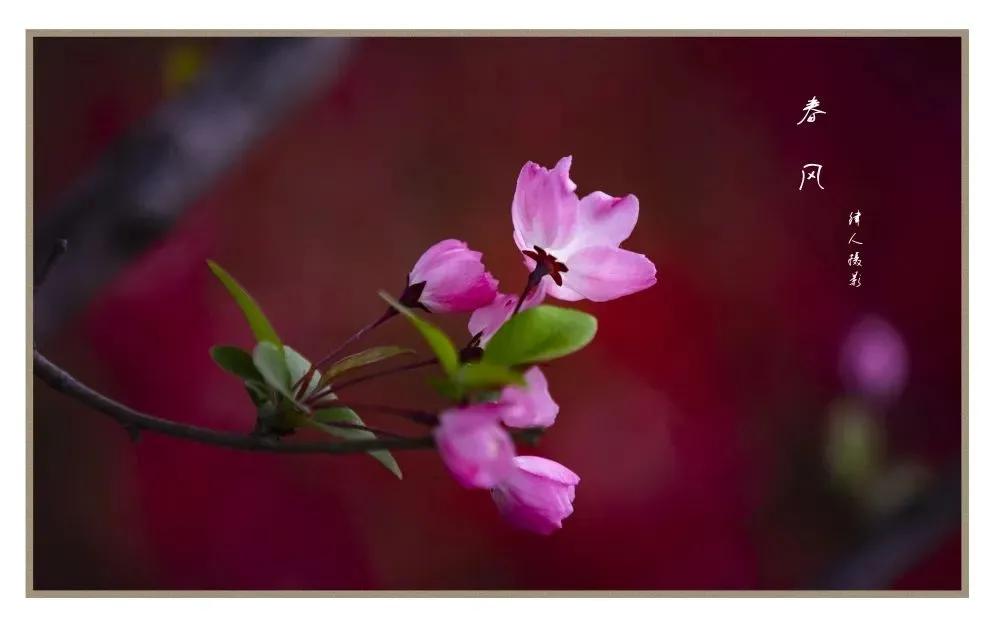 春天的优美句子摘抄（享受春天的唯美句子）